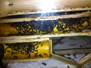 [Blog] Crematogaster scutellaris, Photo15.jpg