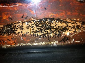 [Blog] Crematogaster scutellaris, Photo17.jpg