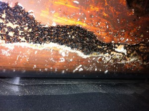 [Blog] Crematogaster scutellaris, Photo18.jpg