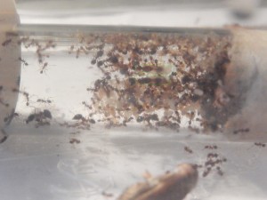 [Blog] Pheidole jucunda, DSCN1117.jpg