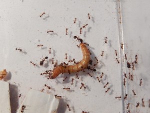 [Blog] Pheidole jucunda, DSCN1124.jpg