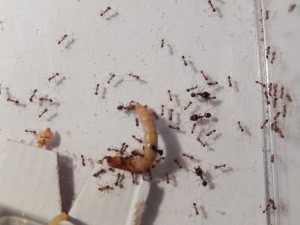 [Blog] Pheidole jucunda, DSCN1125.jpg