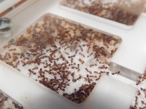 [Blog] Pheidole pallidula de sub012, DSCN1141.jpg