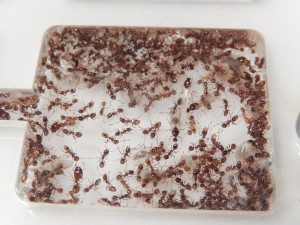 [Blog] Pheidole pallidula de sub012, DSCN1144.jpg