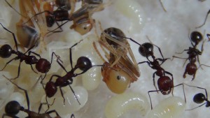 [Blog] Messor cephalotes, -DSC00327.jpg