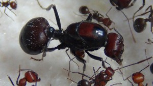 [Blog] Messor cephalotes, -DSC00329.jpg