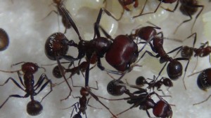 [Blog] Messor cephalotes, -DSC00331.jpg