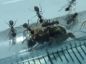 [Formica rufibarbis] ?, P1160812.JPG