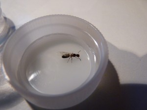 Camponotus truncatus, Essaimage piscine !