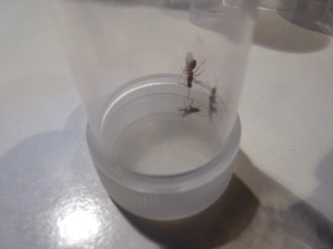 Myrmica sp., Essaimage piscine !