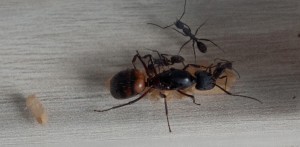 [Blog] Mes Camponotus cruentatus, IMGP0769-3.jpg