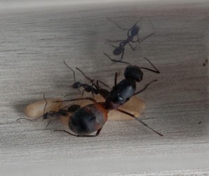 [Blog] Mes Camponotus cruentatus, IMGP0770-4.jpg