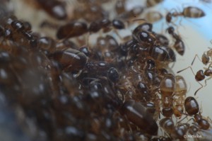 Plagiolepis pygmaea, [Blog] Plagiolepis pygmaea