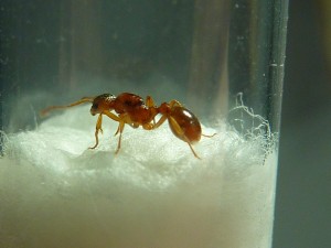 [Myrmica] Petite gyne rousse, P1160852.JPG