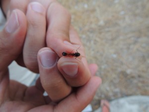 Les fourmis de Rhodes, DSCN4524 - Copie.JPG