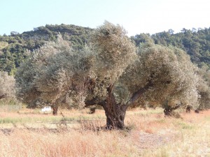 Les fourmis de Rhodes, DSCN4129 - Copie.JPG