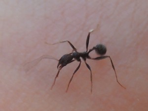 Les fourmis de Rhodes, RSCN3965.JPG
