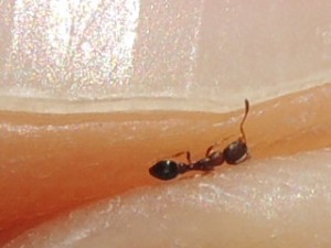 Les fourmis de Rhodes, Mono.JPG