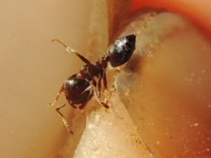 Les fourmis de Rhodes, RSCN4151.JPG