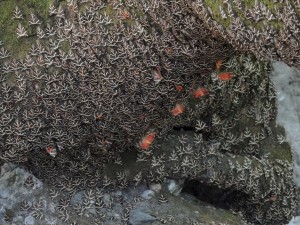 Les fourmis de Rhodes, peta 1.JPG