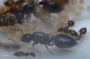 Crematogaster sordidula, [Blog] Crematogaster sordidula