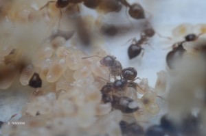 [Blog] Crematogaster sordidula, DSC_6081.JPG