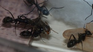 [Blog] Camponotus vagus, P1040558.JPG