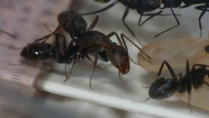 [Blog] Camponotus vagus, P1040559.JPG