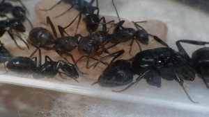 [Blog] Camponotus vagus, P1040561.JPG