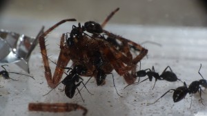 [Blog] Camponotus vagus, P1040572.JPG