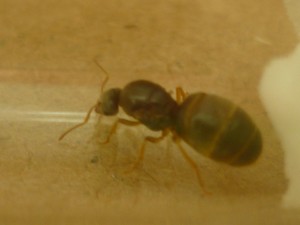 la fourmis ramassée devant chez moi, [Lasius] Essaimage massif en Pays de la Loire et donc identification !
