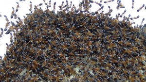 **Fin** [Blog] Camponotus consobrinus, 2.jpg