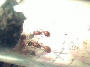 [Blog] 4 gynes ça fait beaucoup. Sauf chez Myrmica., Picture 152.jpg
