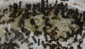 [Blog] Les Messor barbarus de Aymeric, 4.jpg