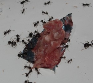 [Blog] Les Messor barbarus de Aymeric, 9.jpg