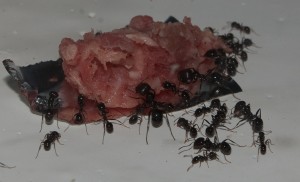 [Blog] Les Messor barbarus de Aymeric, 10.jpg