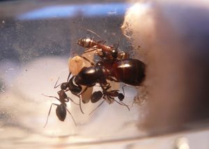 La reine, ses 5 ouvrières et le couvain, [Blog] Camponotus ligniperdus par Moustik
