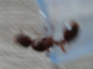 [Solenopsis sp et Myrmica sp] identification de deux gynes trouvées dans ma piscine, DSC00474.JPG