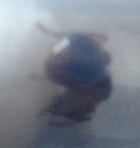 [Solenopsis sp et Myrmica sp] identification de deux gynes trouvées dans ma piscine, DSC00478.JPG