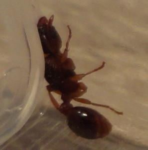 [Solenopsis sp et Myrmica sp] identification de deux gynes trouvées dans ma piscine, DSC00486.JPG