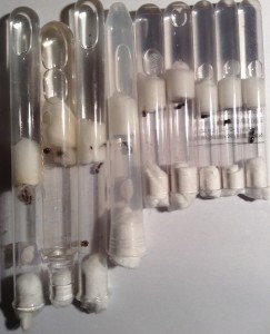 [Blog] Les Messor barbarus d'Etienne, IMG_0941.jpg