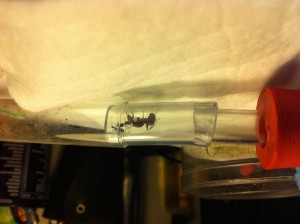 [Blog] Camponotus nicobarensis, IMG_0276.JPG