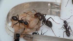 [Blog] Camponotus vagus, P1040710.JPG