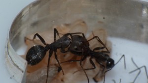 [Blog] Camponotus vagus, P1040702.JPG