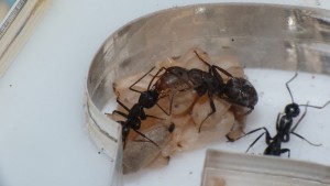 [Blog] Camponotus vagus, P1040712.JPG