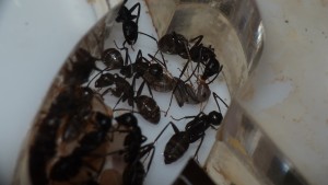 [Blog] Camponotus vagus, P1040751.JPG