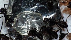 [Blog] Camponotus vagus, P1040764.JPG