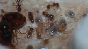 [Q/R] Fiche Pheidole pallidula, P1040743.JPG