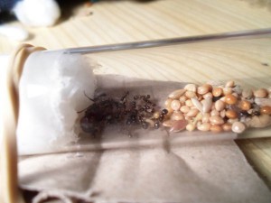 [Blog]  Lasius sp noir / Messor barbarus / Temnothorax sp, Messor barbarus 9-10-13__1.jpg