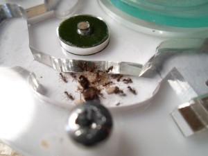 [Blog]  Lasius sp noir / Messor barbarus / Temnothorax sp, L. sp noir nid cylindrique 09-10__1.jpg